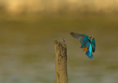 Alcedo athis bengalensis