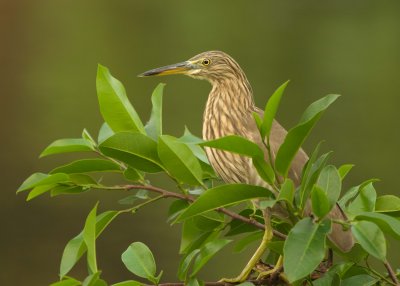 Indian Pond Heron (Ardeola grayii) 