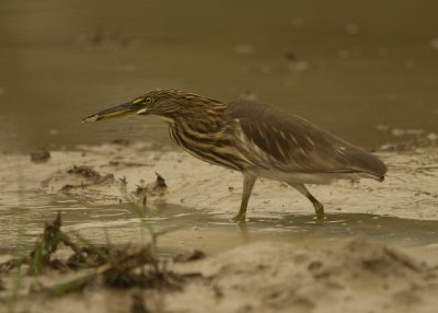 Indian Pond Heron (Ardeola grayii) 