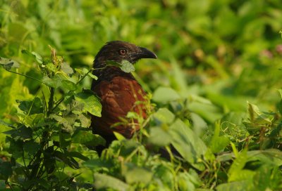 Greater Coucal (Centropus sinensis) 