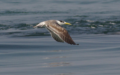 Swift Tern