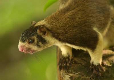 Giant Squirrel-Ratufa macroura