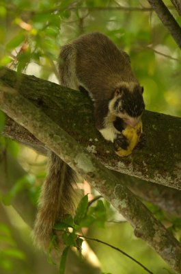 Giant Squirrel-Ratufa macroura