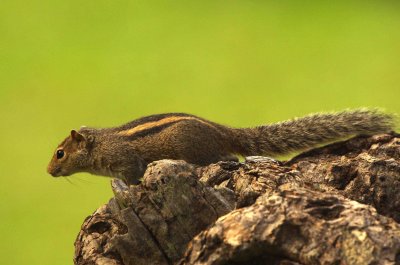 Indian Palm Squirrel