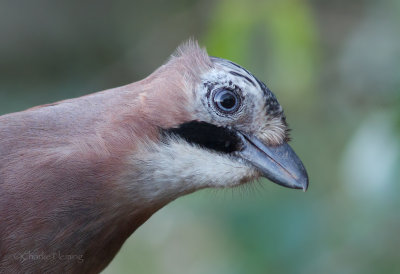 Jay - Garalus glandiarus