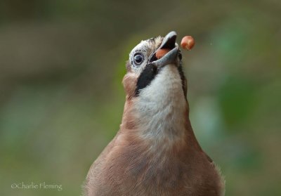 Jay- Garalus glandiarus