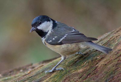 Coal Tit- Parus ater