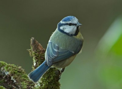 Blue Tit