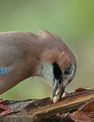 Jay - Garalus glandiarus