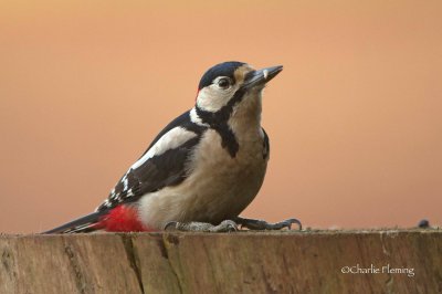 Greater-spotted Woodpecker