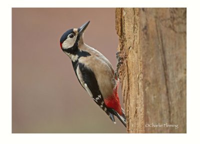 Greater-spotted Woodpecker