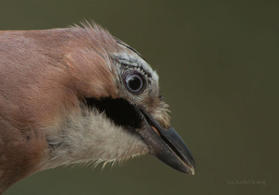 Jay - Garalus glandiarus