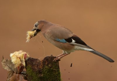 Jay - Garalus glandiarus