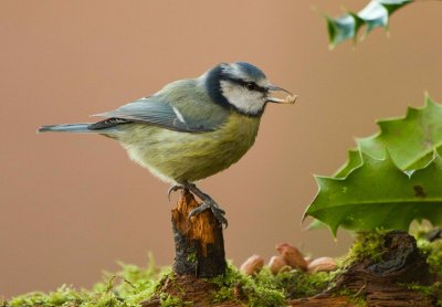 Blue Tit