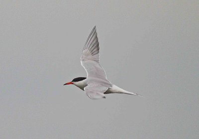 Common Tern