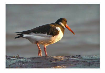 Oystercatcher