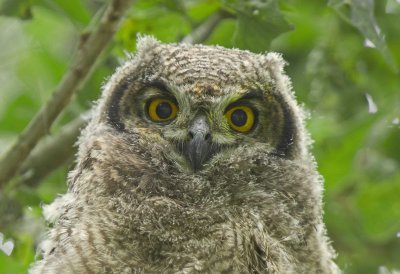 Spotted Eagle Owl