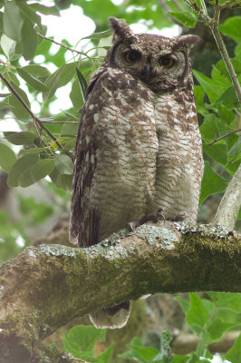 Spotted Eagle Owl