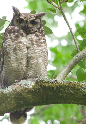 Spotted Eagle Owl