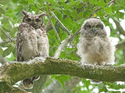 Spotted Eagle Owl