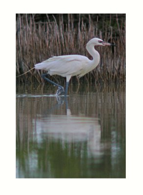 Reddish Egret - Egretta rufescens 