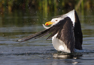 Kelp Gull - Larus dominicanus