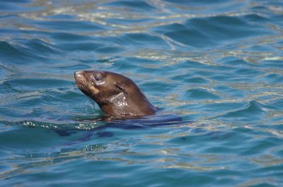 Brown fur seal (Arctocephalus pusillus)