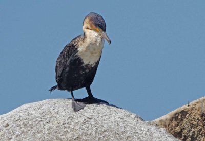 Phalacrocorax lucidus - (White - breasted Cormorant)