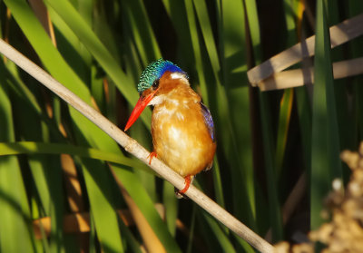 Malachite Kingfisher (Alcedo cristata) 