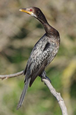 Reed Cormorant (Microcarbo africanus)