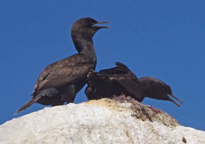 Bank Cormorant-phalacrocorax neglectus