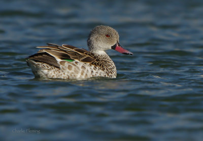 Cape Teal (Anas capensis)