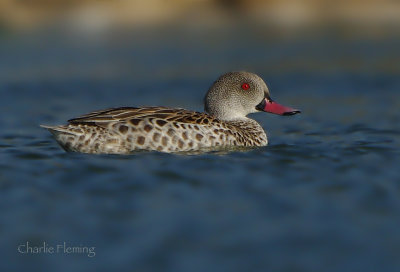 Cape Teal - Anas capensis