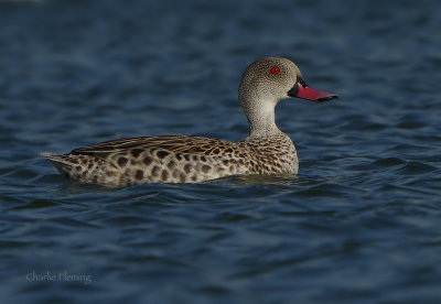 Cape Teal (Anas capensis)