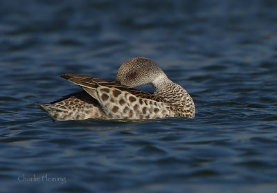 Cape Teal (Anas capensis)