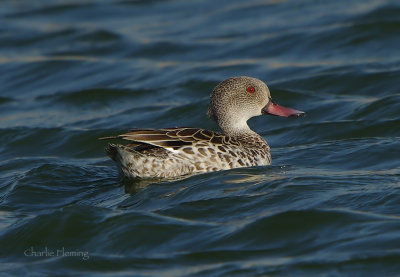 Cape Teal (Anas capensis)