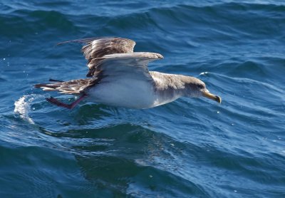 Cory's Shearwater