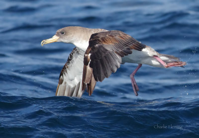 Cory's Shearwater