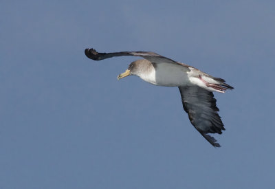 Cory's Shearwater