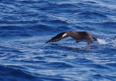 Northern Giant Petrel - Macronectes halli