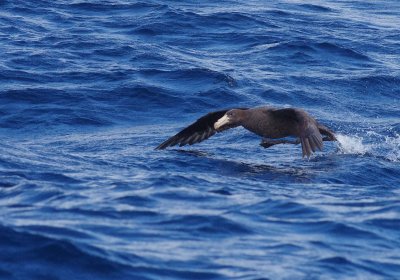 Northern Giant Petrel (Macronectes halli),