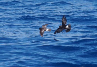 Wilson's Storm Petrel (Oceanites oceanicus)