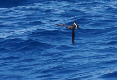 Wilson's Storm Petrel (Oceanites oceanicus)