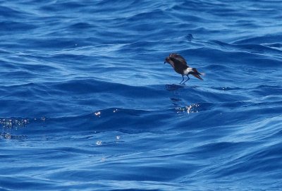 Wilson's Storm Petrel (Oceanites oceanicus)