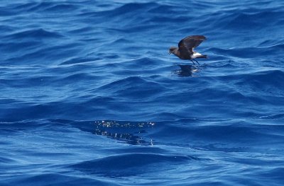 Wilson's Storm Petrel (Oceanites oceanicus)