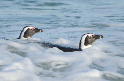 African Penguin (Spheniscus demersus)