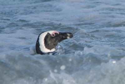 African Penguin (Spheniscus demersus)