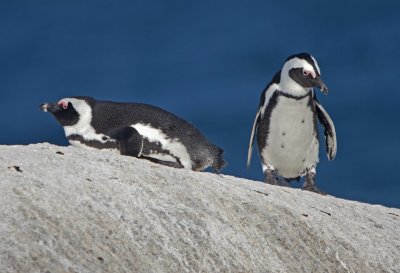 African Penguin (Spheniscus demersus)