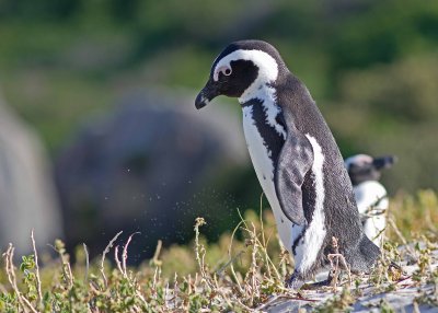 African Penguin (Spheniscus demersus)