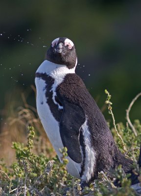 African Penguin (Spheniscus demersus)